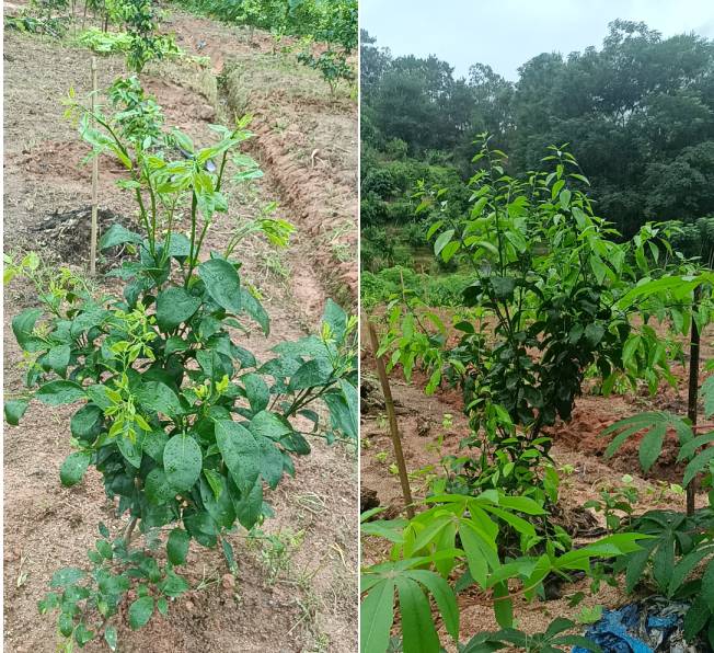 徐大哥使用喜锐施水溶肥种植柑橘幼苗的效果