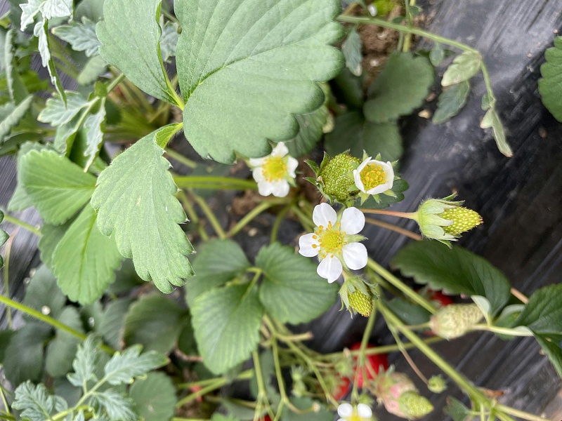 草莓使用喜锐施水溶肥长势好