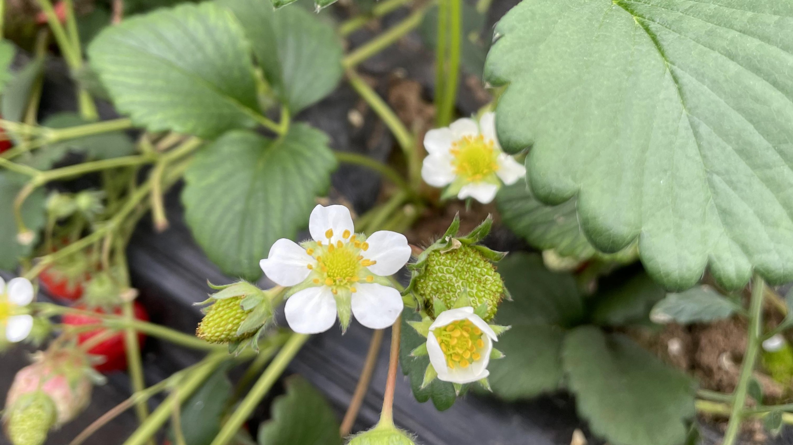 草莓种植需要什么肥料？