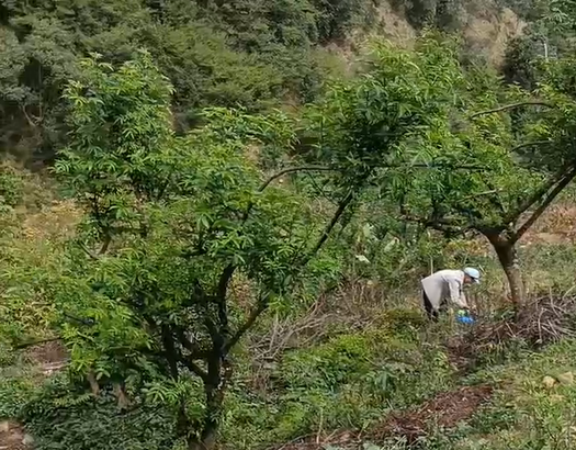 花椒树使用喜锐施水溶肥长势好