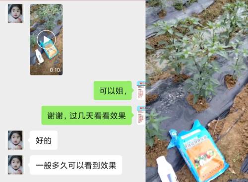 吴大姐的辣椒准备开始使用喜锐施水溶肥