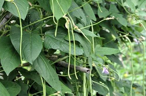 使用喜锐施水溶肥种植的效果