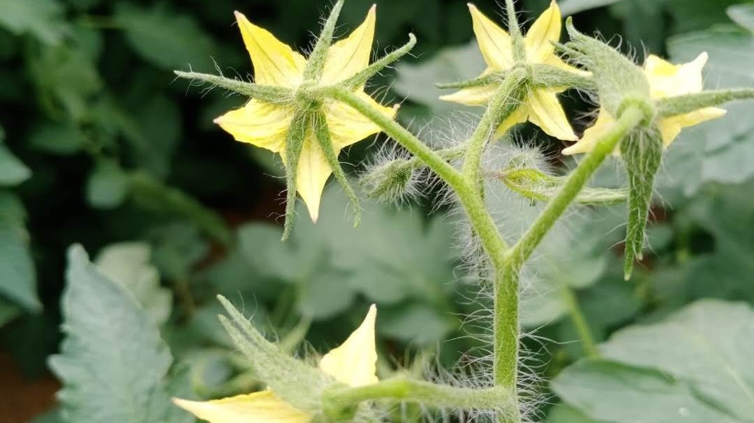 番茄开花施什么肥？