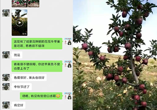 苹果上施用喜锐施水溶肥效果很满意