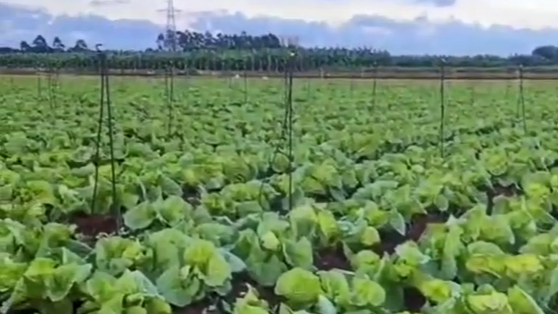 大白菜施肥时的注意​事项有哪些？