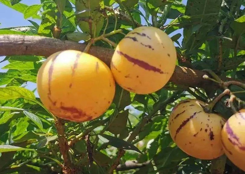 种植人参果使用喜锐施水溶肥的效果