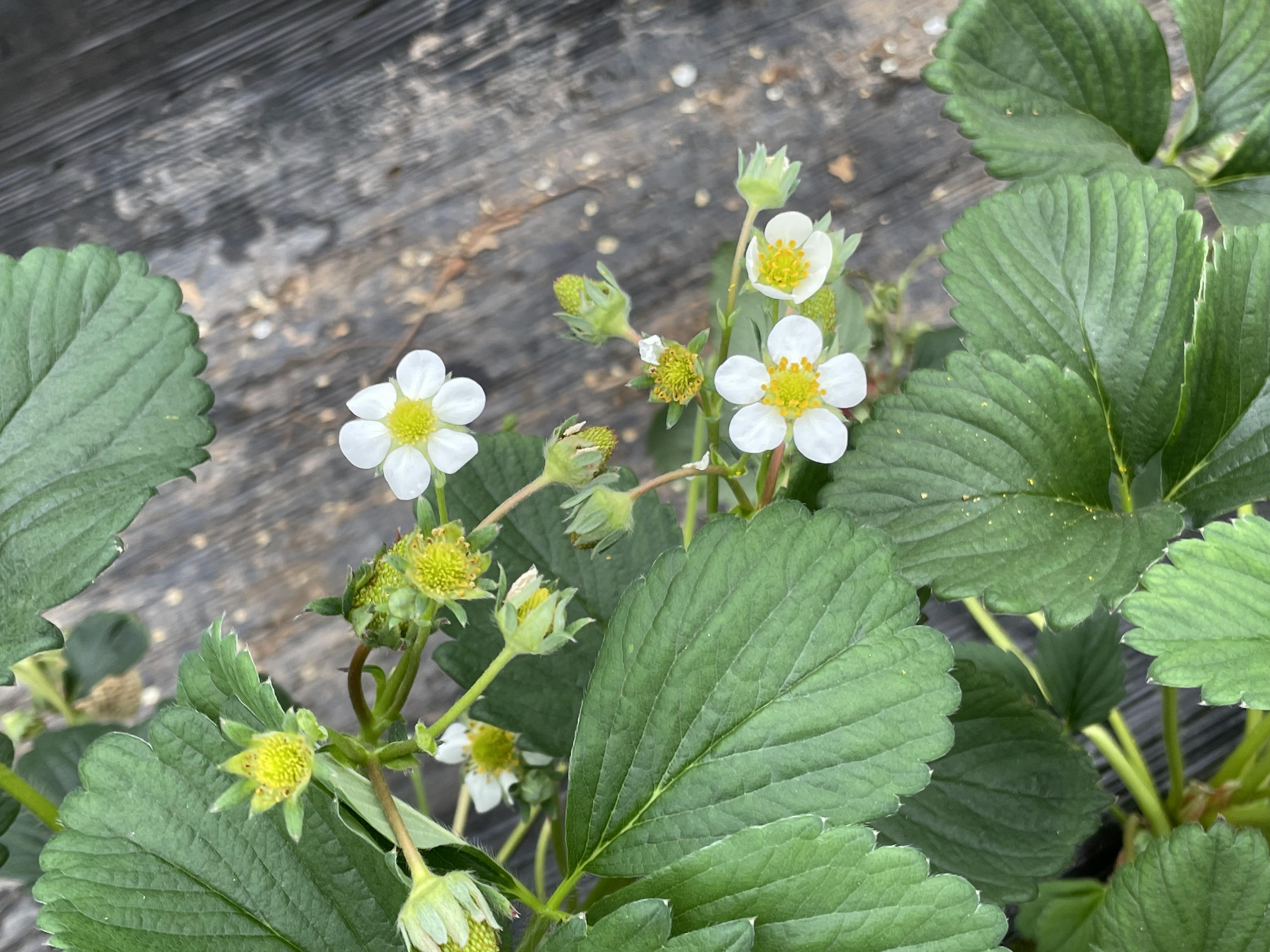 草莓定植后​常见的问题？