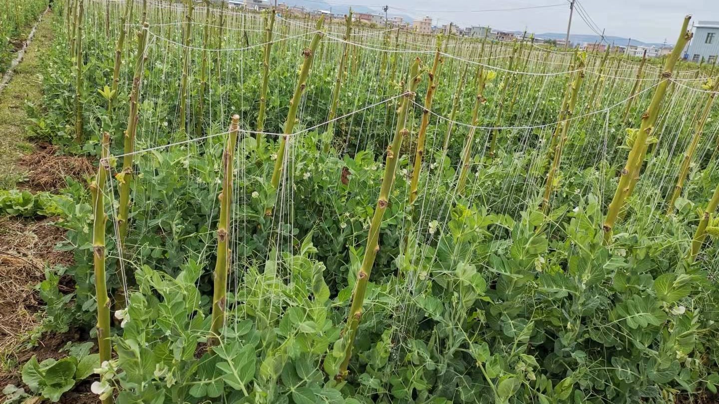 豆角如何​施肥和种植？