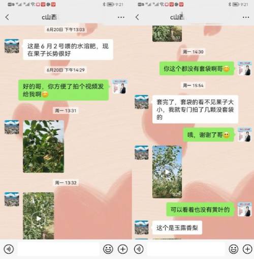 史大哥反馈梨树用喜锐施水溶肥效果好