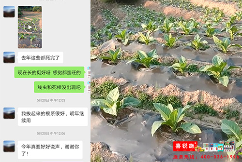 烟草根结线虫怎么防治,喜锐施微生物菌剂