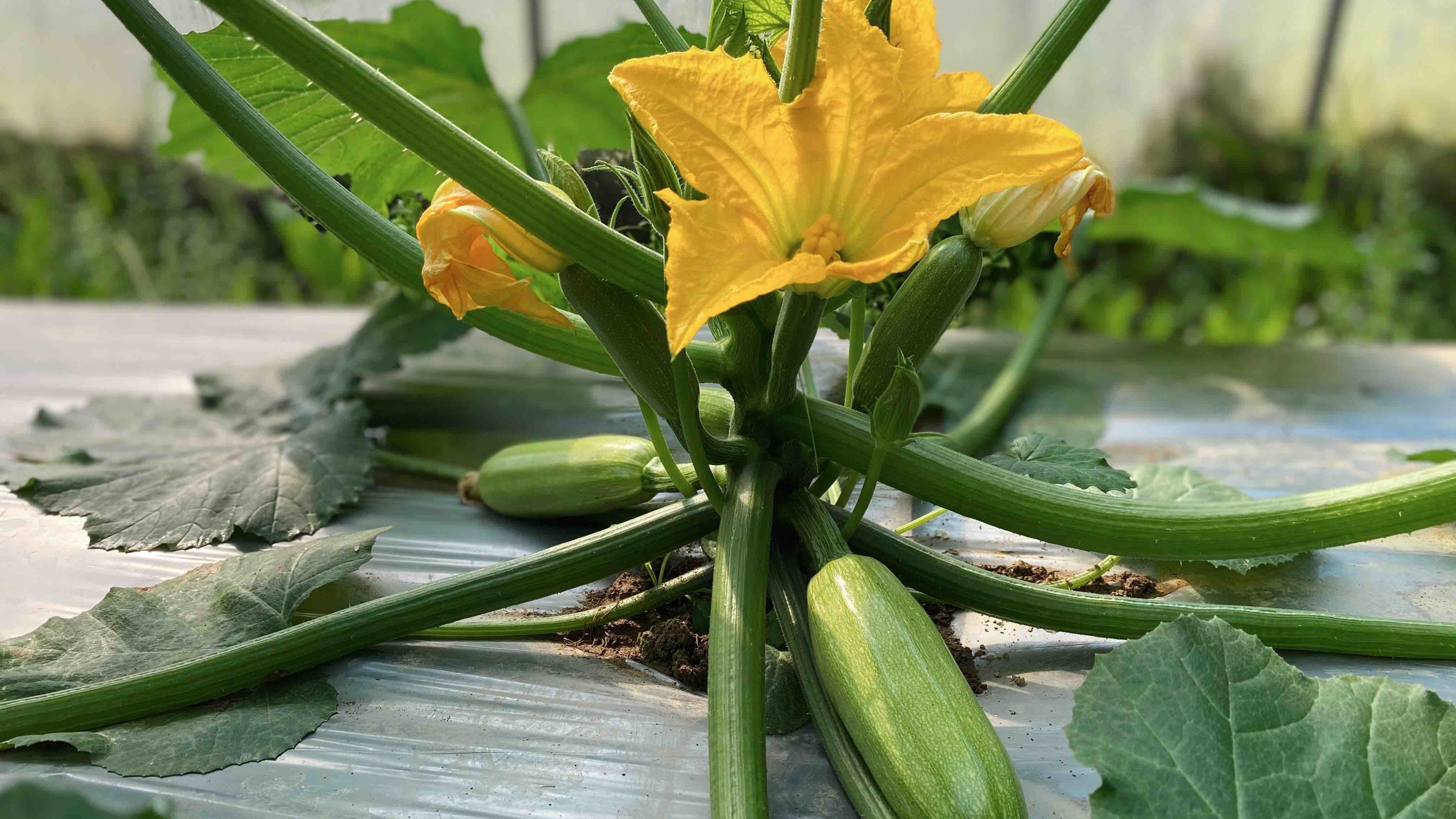 好的水溶肥​有哪些特点？