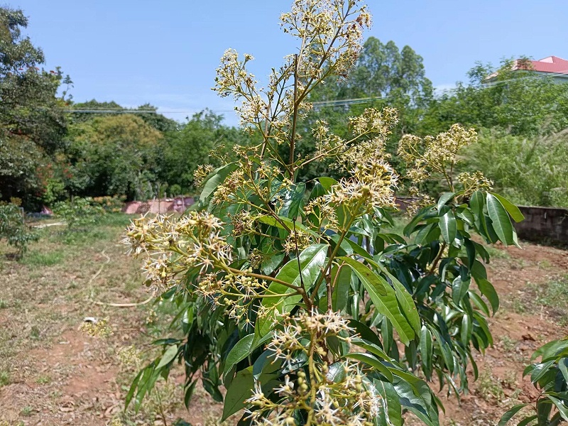 林老板种植的荔枝树使用喜锐施水溶肥的效果