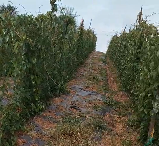 种植山药使用喜锐施水溶肥的效果